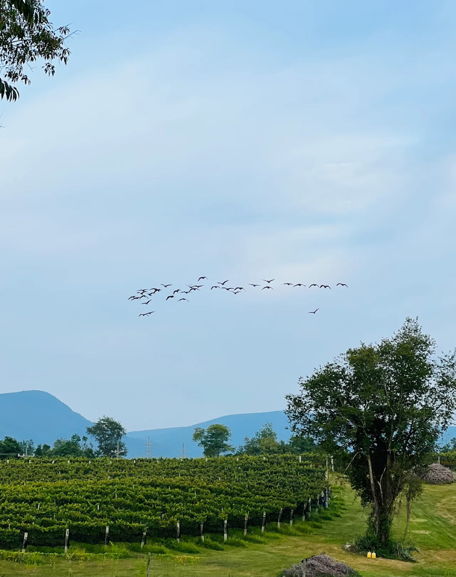 A flock of geese flying over the vineyard with the Blue Ridge in the background