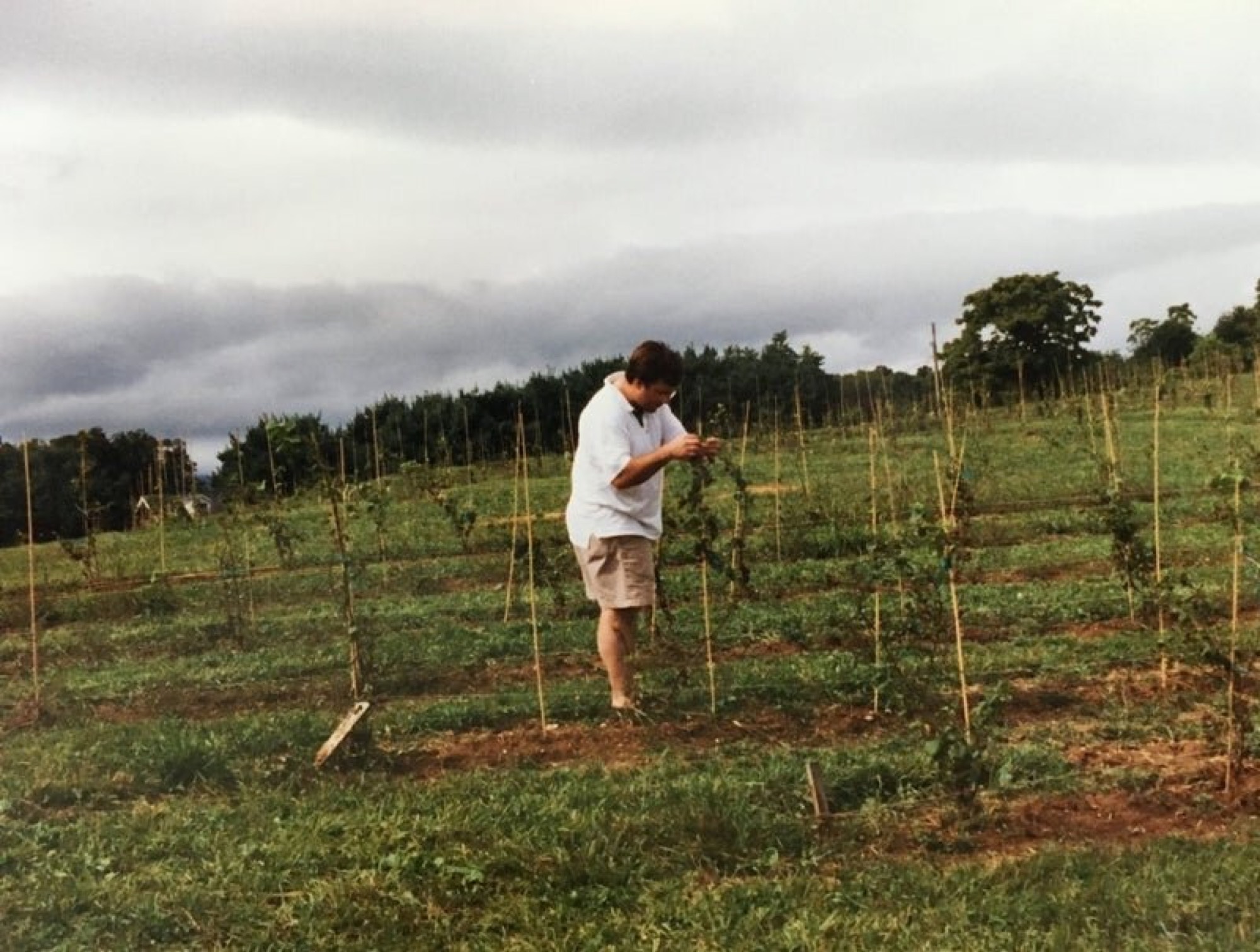 A young man tending to rows of newly planted vines on a hillside